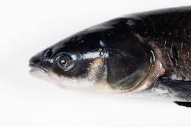 Image result for Mylopharyngodon piceus