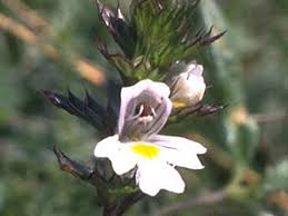 Image result for Euphrasia stricta