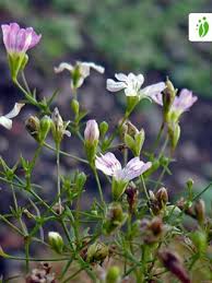 Attēlu rezultāti vaicājumam “Gypsophila muralis flower”