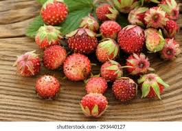 Attēlu rezultāti vaicājumam “Fragaria viridis fruit”