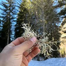 Attēlu rezultāti vaicājumam “Evernia prunastri”