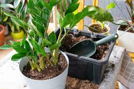 Image result for zamiokulkas