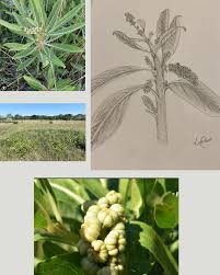 Attēlu rezultāti vaicājumam “Bilimbia tetramera”