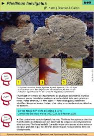 Attēlu rezultāti vaicājumam “Phellinus laevigatus”