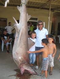 Image result for Odontaspis ferox