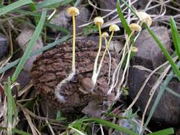 Attēlu rezultāti vaicājumam “Mycena”