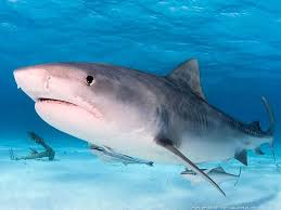 Image result for Acroteriobatus blochii