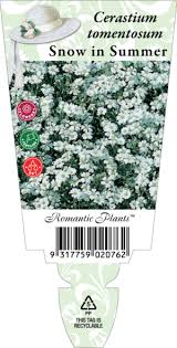 Image result for Chrysanthemum ptarmiciflorum