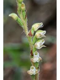 Attēlu rezultāti vaicājumam “Goodyera repens fruit”