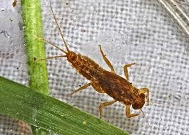 Attēlu rezultāti vaicājumam “Scapania mucronata macro”