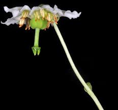 Attēlu rezultāti vaicājumam “Moneses uniflora fruit”
