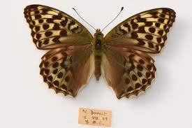 Attēlu rezultāti vaicājumam “Argynnis paphia larva”