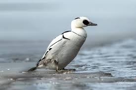 Attēlu rezultāti vaicājumam “Mergus albellus”