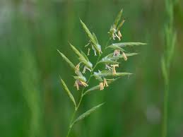 Attēlu rezultāti vaicājumam “Brachypodium pinnatum”