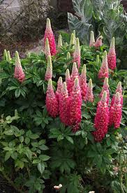 Image result for Heuchera Metallica