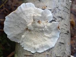 Attēlu rezultāti vaicājumam “Skeletocutis nivea”