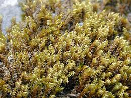 Attēlu rezultāti vaicājumam “Hygrohypnum luridum”