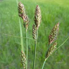 Attēlu rezultāti vaicājumam “Carex buxbaumii”