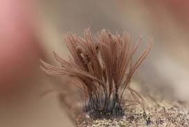 Attēlu rezultāti vaicājumam “Stemonitis flavogenita stalked”