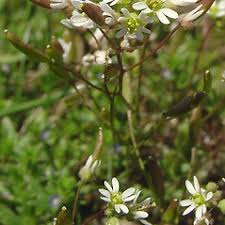 Attēlu rezultāti vaicājumam “Erophila verna flower”