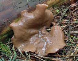 Attēlu rezultāti vaicājumam “Discina perlata”