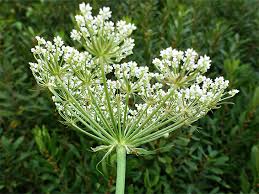 Attēlu rezultāti vaicājumam “Peucedanum palustre leaf”