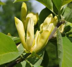 Attēlu rezultāti vaicājumam “Magnolia acuminata bud”