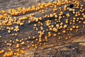 Attēlu rezultāti vaicājumam “Dacrymyces stillatus”