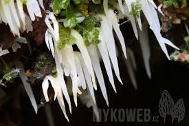 Attēlu rezultāti vaicājumam “Mucronella bresadolae”