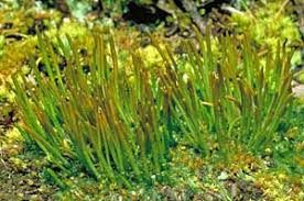 Attēlu rezultāti vaicājumam “Bryoerythrophyllum recurvirostrum sporophyte”