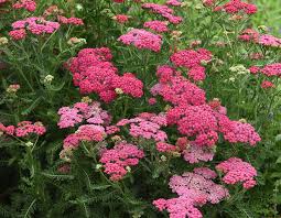 Attēlu rezultāti vaicājumam “Achillea millefolium flower”