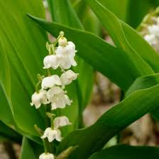 Attēlu rezultāti vaicājumam “Convallaria majalis bud”