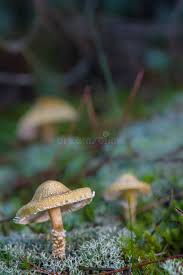 Attēlu rezultāti vaicājumam “Cystoderma amianthinum”