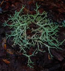 Attēlu rezultāti vaicājumam “Evernia mesomorpha”