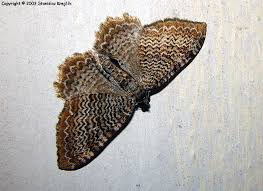 Attēlu rezultāti vaicājumam “Hydria undulata”