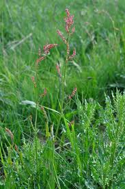 Attēlu rezultāti vaicājumam “Rumex acetosa”