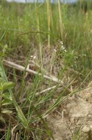 Attēlu rezultāti vaicājumam “Galium elongatum flower”