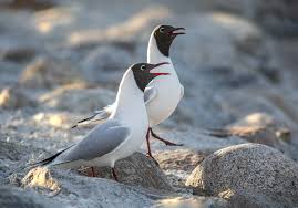 Attēlu rezultāti vaicājumam “Larus ridibundus eggs”