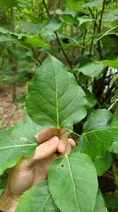 Attēlu rezultāti vaicājumam “Populus x gileadensis leaf”