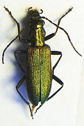 Attēlu rezultāti vaicājumam “Chrysanthia geniculata”