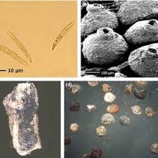 Attēlu rezultāti vaicājumam “Lycogala asperum macro”