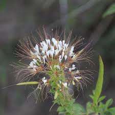 Image result for Hendon CC