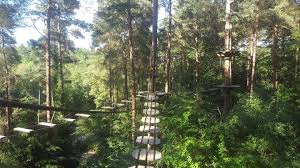 Image result for Go Ape! Alice Holt