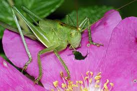 Attēlu rezultāti vaicājumam “Tettigonia cantans”