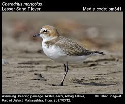Image result for Charadrius mongolus