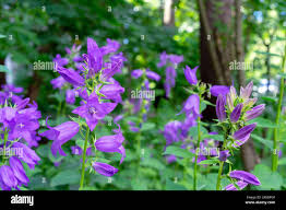 Attēlu rezultāti vaicājumam “Campanula latifolia”