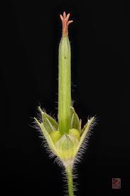 Attēlu rezultāti vaicājumam “Geranium bohemicum fruit”