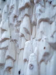 Attēlu rezultāti vaicājumam “Antrodiella”