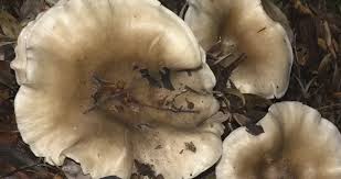 Attēlu rezultāti vaicājumam “Clitocybe nebularis”