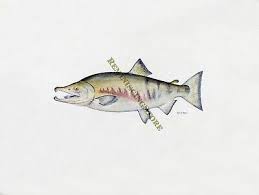 Image result for Oncorhynchus keta
